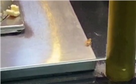 Таракан бегал возле еды на фудкорте в красноярской «Планете» (видео)