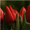 Тюльпаны, айфон и день без забот: красноярки рассказали о самых желанных подарках 8 Марта