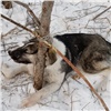 В пригороде Красноярска живодеры ловили бездомных собак на петли 