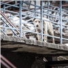 «Они умные и разбегаются»: красноярские депутаты обсудили с горхозяйством проблему опасных собак на «Столбах»