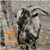 «Жаль животину»: красноярцы встретили козла в микрорайоне Солнечный