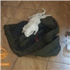 «Умерла, мучаясь от боли»: в Красноярске неизвестные жестоко избили кошку
