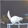 «Труп отправлен на экспертизу»: на кошку в красноярском Солнечном напали собаки (видео)