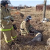 В Шарыпово пожарные дважды спасли попавшую в беду косулю (видео)