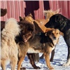 Стая бездомных собак напала на красноярскую школьницу в центре Иркутска