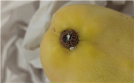 В Красноярск привезли почти 12 тонн зараженных манго из Китая