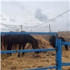 Прокуратура: 122 лошади живут в антисанитарных условиях в конном клубе под Красноярском