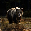«Мама, я дура»: в Красноярском крае медведь напугал жительницу деревни Алтат (видео)