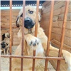 Семи красноярским приютам для животных дадут более чем по 700 тысяч рублей