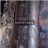 «ЖЭК кормит завтраками»: норильчане жалуются на грибок и плесень в многоквартирном доме (видео)