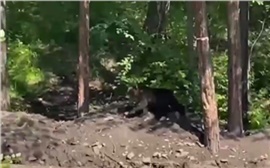 В Красноярске медвежонка заметили на Серебряниковском пруду (видео)