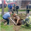 В Енисейске спасатели помогли бычку выбраться из колодца (видео)