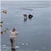 В Железногорске парень спас провалившуюся под лед собаку (видео)