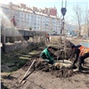 В Красноярске пообещали высадить за год сотни тысяч деревьев