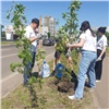 На улице Ладо Кецховели высадили рябиновую аллею
