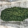 Красноярца строго осудили за выращивание в гараже конопли и ее сбыт 