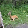 В красноярской Николаевке заметили дикую косулю (видео) 