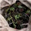 «На чай от боли в спине»: в Боготоле у пассажира «Лады» нашли маковую солому (видео)