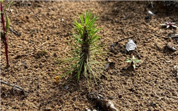 «Чтобы молодые сосны превращались в густые боры»: как восстанавливают леса в Богучанском районе