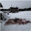 Жителя Красноярского края уличили в незаконной добыче шести косуль