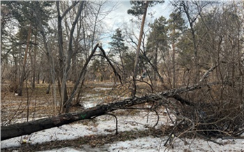 «Только с виду кажется зеленым»: как в Центральном парке Красноярска следят за состоянием деревьев