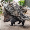 В красноярском «Роевом ручье» рассказали, как дикобразы отстаивают личные границы