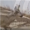 На правобережье Красноярска автомобилист сбил косулю (видео)