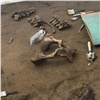 В Красноярске возле Свято-Успенского монастыря раскопали кости мамонта (видео)