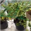 Наркоагроном из Красноярска разбил дома три палатки-теплицы с коноплей (видео)