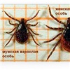 Энтомолог объяснил, почему самцы клеща опаснее самок