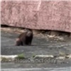 Опасный зверь держит в страхе норильчан (видео)