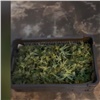 В гараже железногорца нашли 24 куста конопли и почти килограмм наркозаготовок (видео)