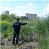 В Красноярске полиция нашла 39 очагов конопли