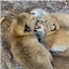 В заказнике Красноярского края заметили маленьких рысят (видео)