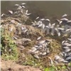 На озере Тагарское под Минусинском массово гибнет рыба (видео)