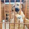Красноярские приюты для животных могут получить до 1 млн рублей поддержки