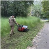 Красноярцам рассказали о зачистке города от зарослей конопли 