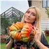 Выращенный краснояркой гигантский томат возглавил мировой рейтинг (видео)
