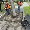 Дерево в сквере Космонавтов начали освобождать из асфальтовой «ловушки» 