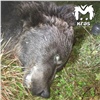 Убившего женщину медведя застрелили на юге Красноярского края