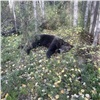 В Красноярске застрелили медведя, пришедшего на пасеку