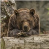 В Красноярске за неделю 19 человек сообщили о встрече с медведями