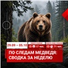 Красноярцы стали реже сообщать о медведях в городе 