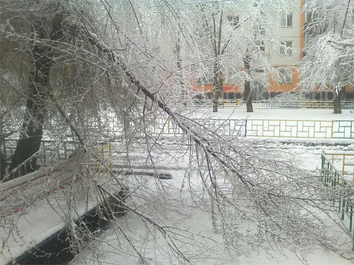 Майский снегопад в Красноярске повалил деревья и оборвал провода /  Происшествия Красноярска и Красноярского края / Newslab.Ru