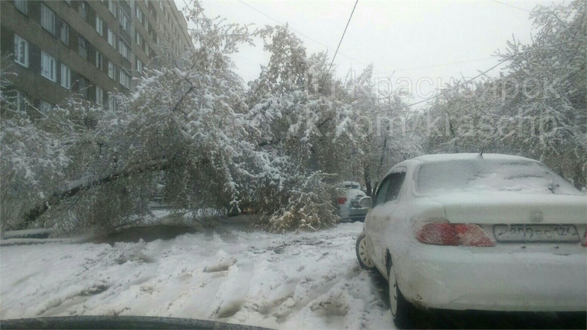 Майский снегопад в Красноярске повалил деревья и оборвал провода /  Происшествия Красноярска и Красноярского края / Newslab.Ru