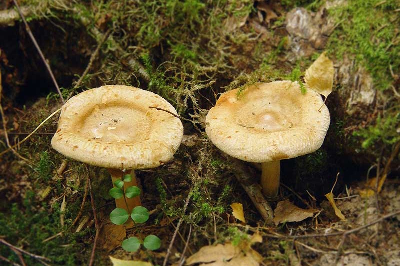 несъедобные грибы красноярского края фото и название