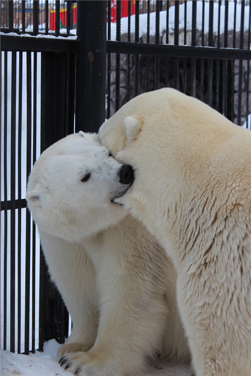 Нежно гладит лапкой нос»: Красноярский зоопарк показал брачные игры белых  медведей (видео) / Новости общества Красноярска и Красноярского края /  Newslab.Ru