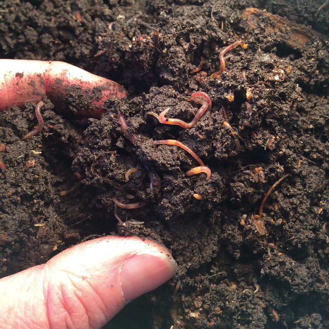 Черви в комнатной земле. Что такое гумус почвы. Галловая нематода. Маленькие белые червячки в навозе что это. Сциариды личинки черви.