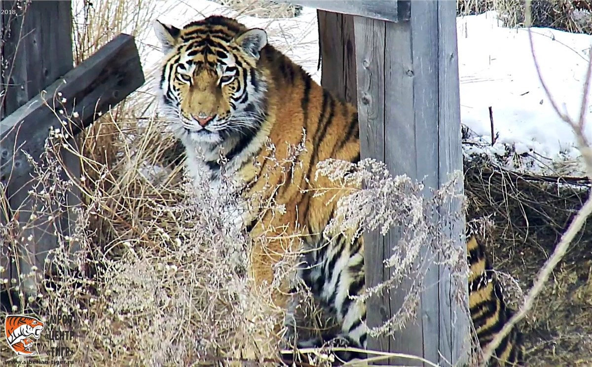 Где Можно Купить Живого Тигра