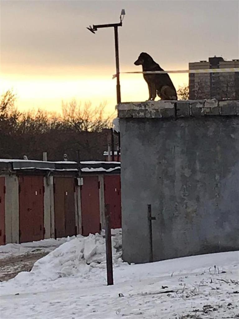 260 собак отловили в Красноярске с начала года: опасных псов ...
